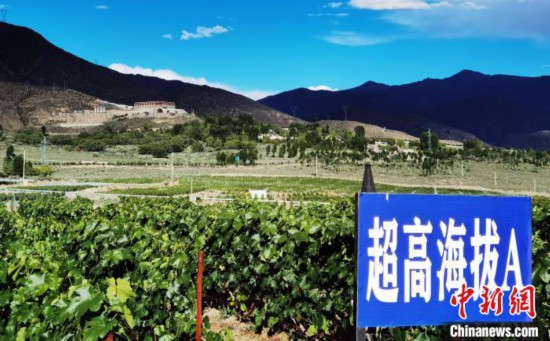 圖為桑日縣種植的葡萄?！∩侥仙Ｈ湛h委宣傳部提供