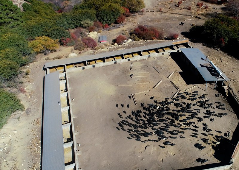 麥村藏香豬養(yǎng)殖基地。