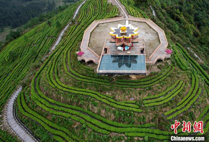 圖為西藏林芝市墨脫縣背崩鄉(xiāng)格林村山頂?shù)木坝^茶園。(無人機(jī)照片) 李林 攝