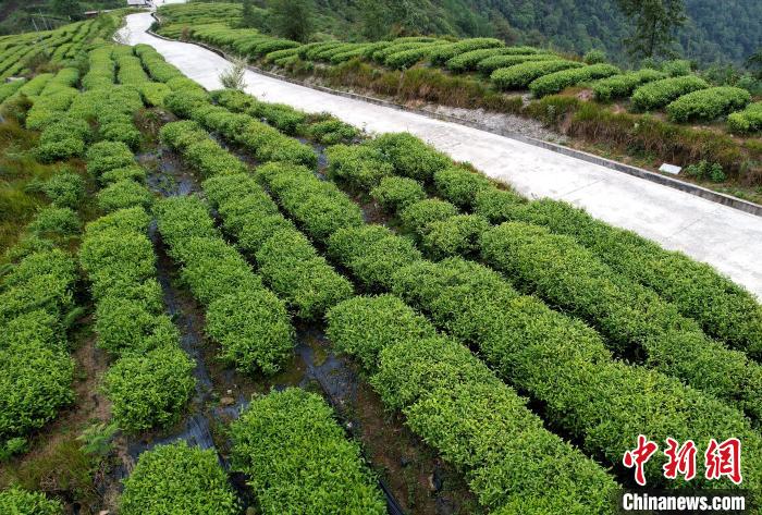 圖為西藏林芝市墨脫縣背崩鄉(xiāng)格林村山頂?shù)木坝^茶園。(無人機(jī)照片) 李林 攝