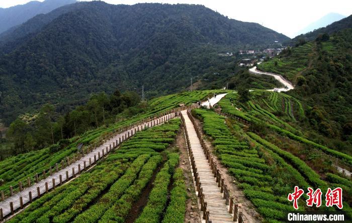 圖為西藏林芝市墨脫縣背崩鄉(xiāng)格林村山頂?shù)木坝^茶園。(無人機(jī)照片) 李林 攝